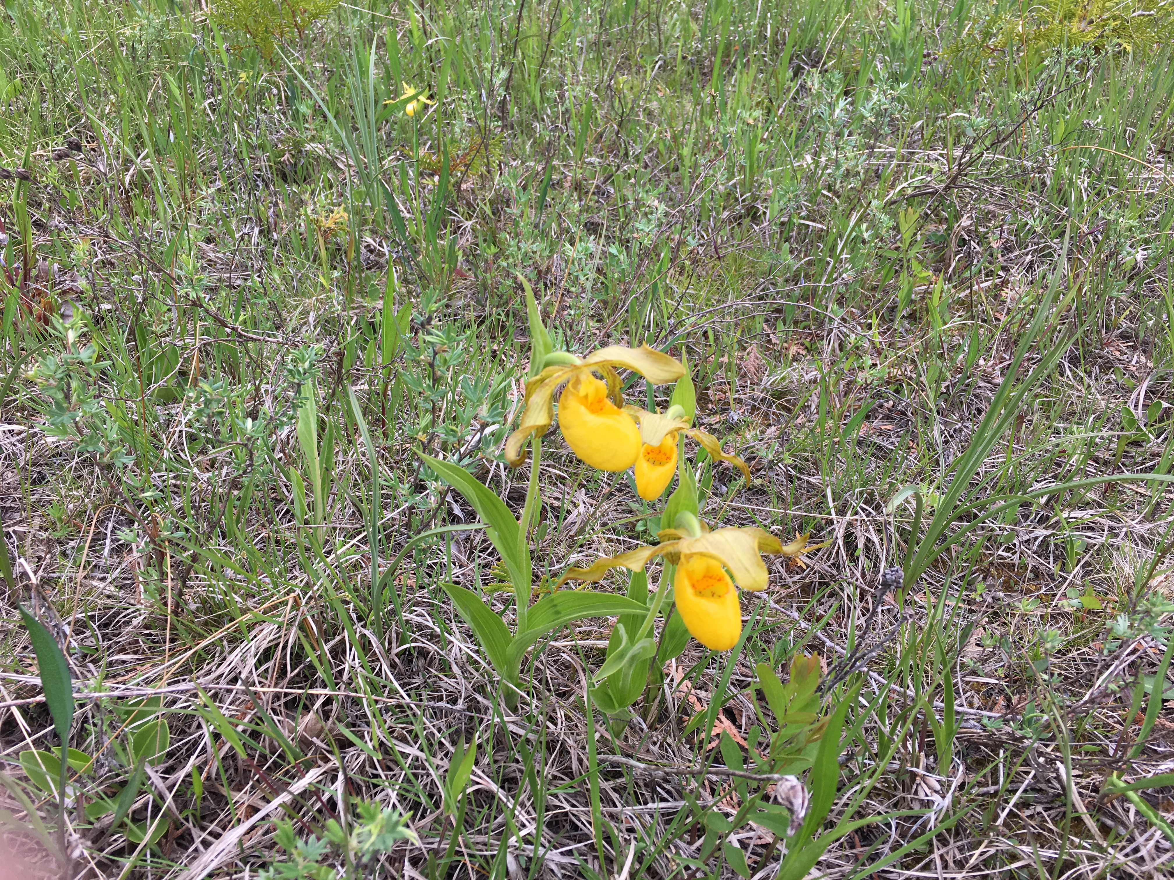Yellow lady's slipper orchids