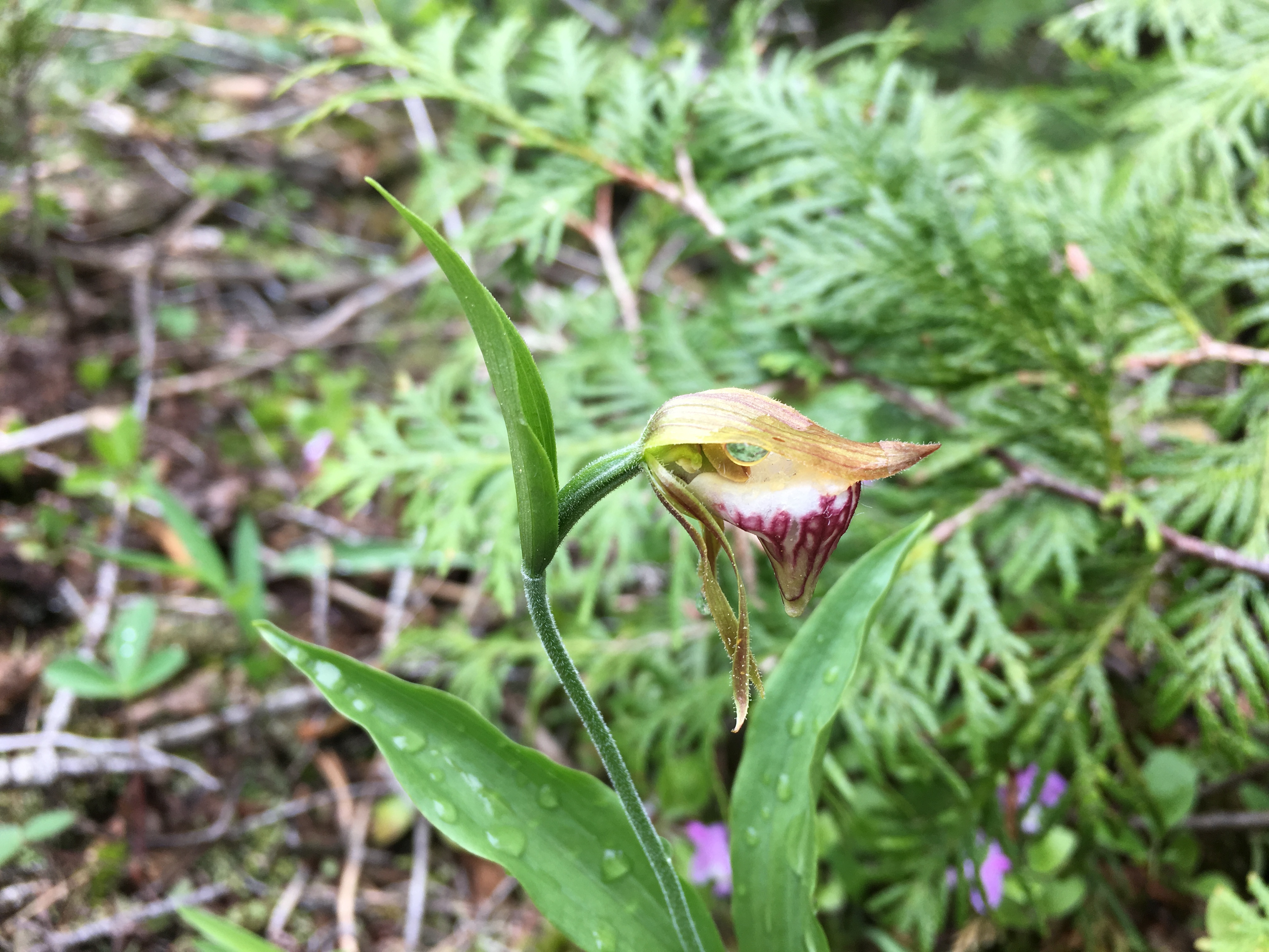 Lady's slipper orchid in rain